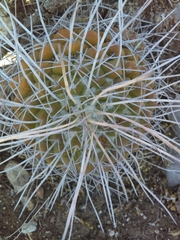 Mammillaria compressa compressa