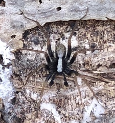 Pardosa