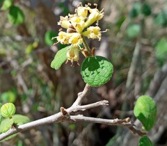 Cordia monoica