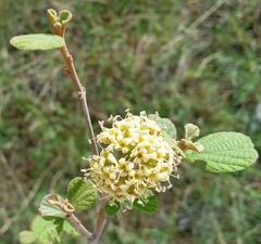 Cordia monoica