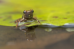 Epipedobates darwinwallacei