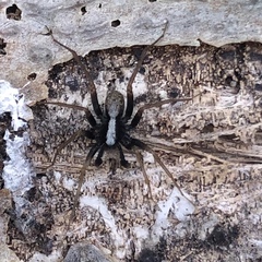 Pardosa
