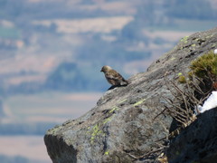 Leucosticte arctoa