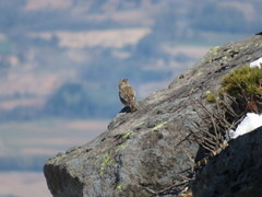 Leucosticte arctoa