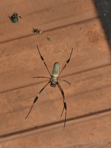 Golden Silk Spider