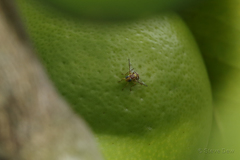 Bactrocera jarvisi