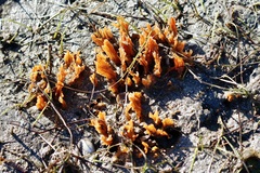 Ciocalypta penicillus