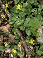 Ficaria verna