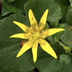 Ficaria verna