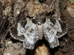 Melanthia alaudaria