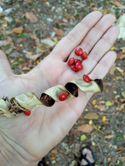 Adenanthera pavonina