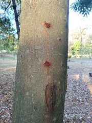 Adenanthera pavonina