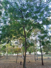 Adenanthera pavonina