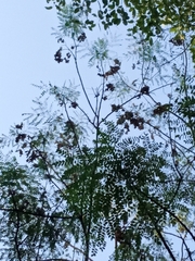 Adenanthera pavonina