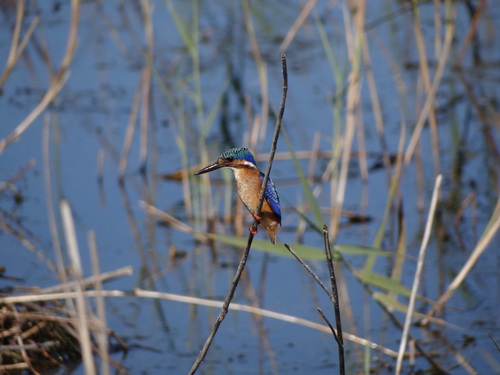 iNaturalist image