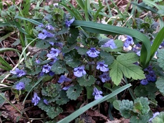 Glechoma hederacea