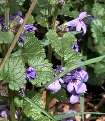 Glechoma hederacea
