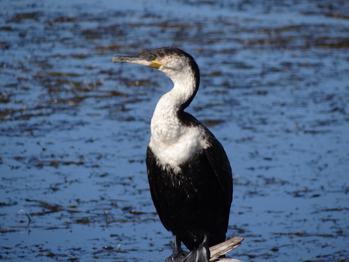 iNaturalist image