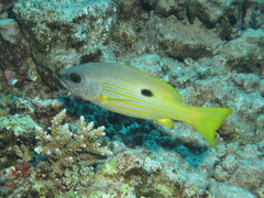 Lutjanus ehrenbergii