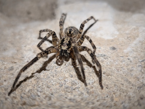 Mediterranean Spiny False Wolf Spider