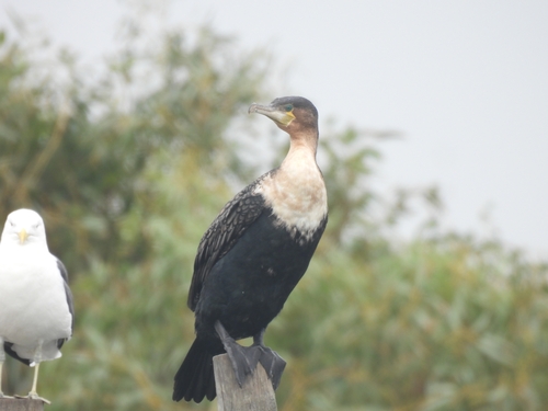 iNaturalist: (c) forest_owl, some rights reserved (CC BY-NC), uploaded by forest_owl iNaturalist image