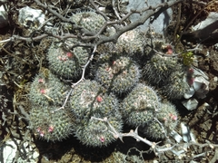Mammillaria perbella