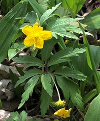Anemonoides ranunculoides