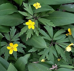 Anemonoides ranunculoides