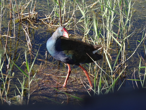 iNaturalist: (c) fynbos_adventures, some rights reserved (CC BY-NC), uploaded by fynbos_adventures iNaturalist image
