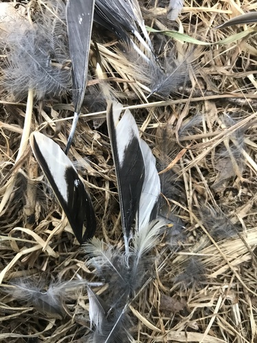 Plume de Bruant zizi