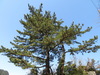 Japanese Black Pine - Photo (c) belvedere04, some rights reserved (CC BY), uploaded by belvedere04