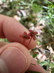 Euonymus nanus, photograph (c) Dawid Juszczak, some rights reserved (CC BY)