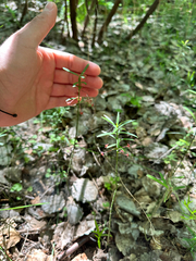Euonymus nanus