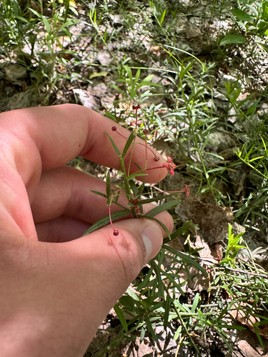Euonymus nanus, photograph 2