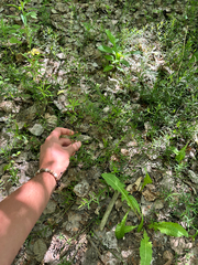 Euonymus nanus, photograph (c) Dawid Juszczak, some rights reserved (CC BY)