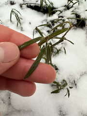 Euonymus nanus, photograph (c) Dawid Juszczak, some rights reserved (CC BY)