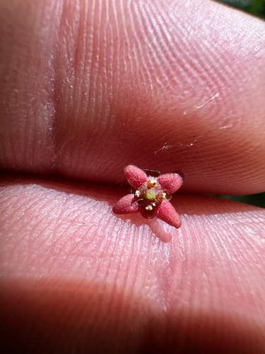 Euonymus nanus, photograph 5