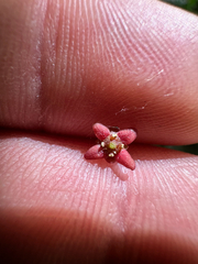 Euonymus nanus, photograph (c) Dawid Juszczak, some rights reserved (CC BY)