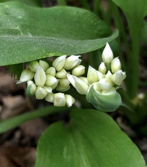Allium ursinum