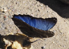 Morpho deidamia