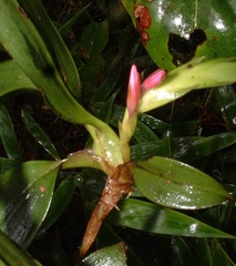 Maxillaria paleata