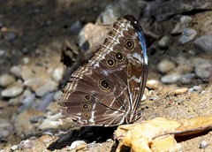 Morpho deidamia