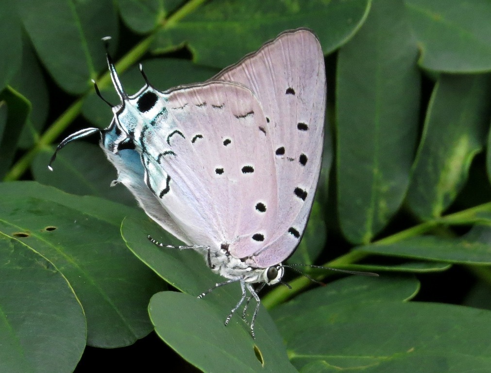 Marsyas Hairstreak