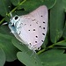 Mariposa Sedosa Reina Cian - Photo (c) Paul Prior, algunos derechos reservados (CC BY), uploaded by Paul Prior