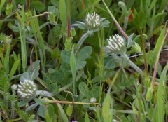 Trifolium microcephalum