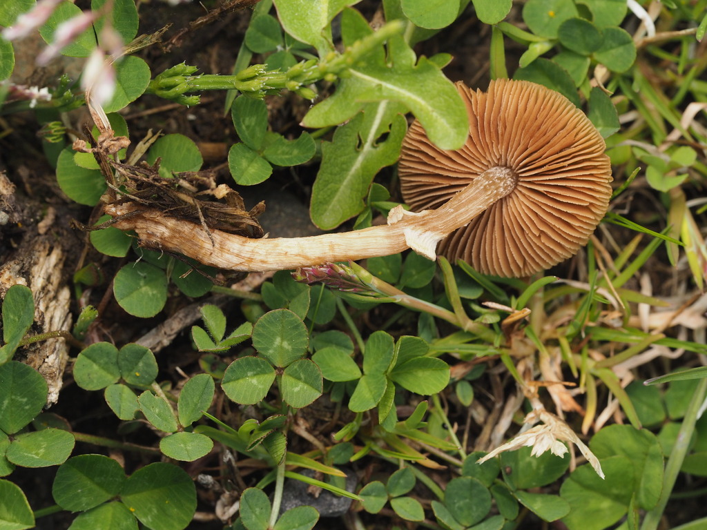 Pholiotina sp. 'BC03'
