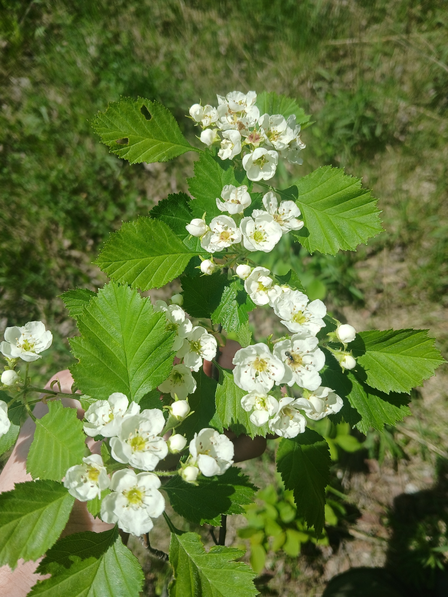 Crataegus chrysocarpa var. faxonii