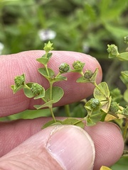 Euphorbia spathulata, photograph (c) Sam Kieschnick, some rights reserved (CC BY)