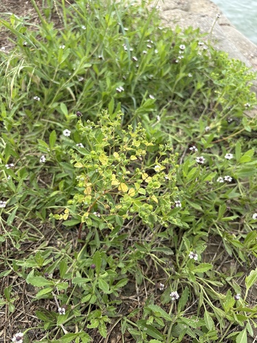 Euphorbia spathulata, photograph 5