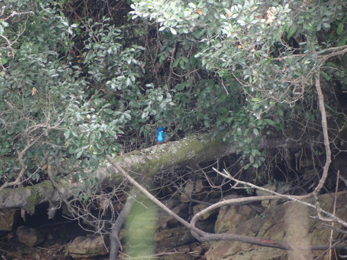 iNaturalist image